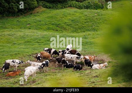 Herde von Kühen, die auf einer grünen Wiese auf den Azoren weiden. Insel Sao Miguel, Azoren, Portugal, Europa Stockfoto