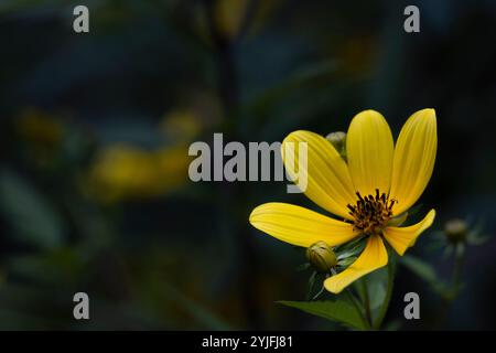 Makro hohe Coreopsis, auch bekannt als Tall tickseed, Blumenkopf mit leuchtenden gelben Blütenblättern und dunklem Zentrum auf dunklem Hintergrund mit Kopierraum. Stockfoto