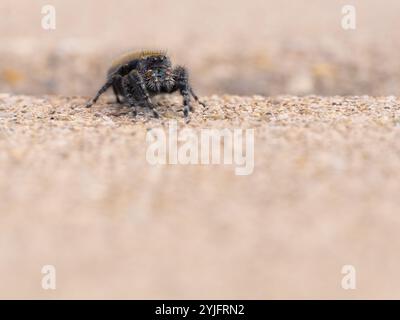 Blick auf Augenhöhe auf eine kühne springende Spinne auf einer Kieseloberfläche. Fotografiert mit geringer Schärfentiefe in Montana. Stockfoto