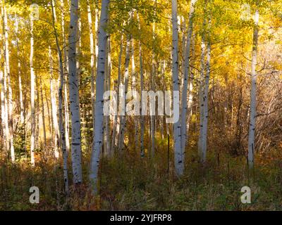 Weiße Stämme von bebenden Espenbäumen mit sonnendurchfluteten goldenen Blättern des Herbstes darüber. Der Waldboden hat Pflanzen mit bunten Herbstlaub. Stockfoto