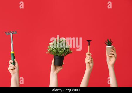 Weibliche Hände mit Gartenrechen und Topfpflanzen auf rotem Hintergrund Stockfoto