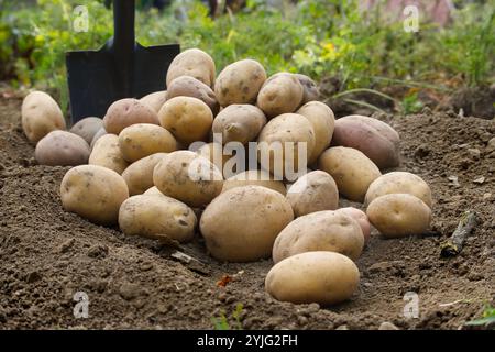 Haufen frisch geernteter Kartoffeln auf dem Boden mit einer Gartenschaufel im Hintergrund. Die Kartoffeln variieren in der Farbe, einschließlich gelb, braun, und Stockfoto