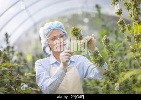 Bauern schneiden Cannabiszweige in einem Gewächshaus von Hand ab. Das Konzept der alternativen pflanzlichen Medizin Cannabis. Stockfoto