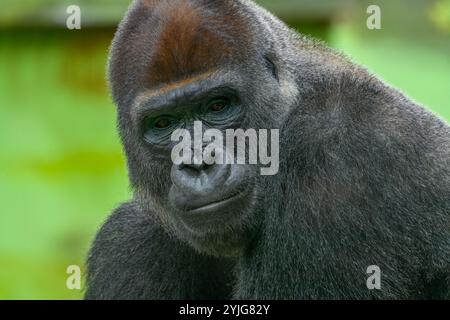 Männliche Erwachsene Silverback Gorilla Closeup (Gorilla, Gorilla, Gorilla) Stockfoto