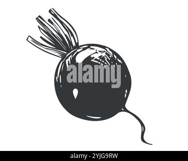 Rote Bete mit abgeschnittenen Blättern liegt auf dem Tisch. Linienskizze auf weißem Hintergrund. Vektorzeichnung von Wurzelgemüse im Gravurstil. Gemüse reich an Eisen und Vitaminen, schwarze Tinte Illustration. Stock Vektor