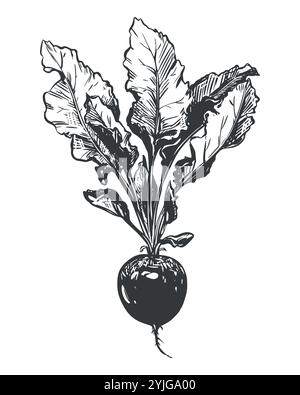 Lineare Skizze der Roten Bete auf weißem Hintergrund. Vektorzeichnung von Wurzelgemüse im Gravurstil. Gemüse reich an Eisen und Vitaminen, schwarze Tinte Illustration. Stock Vektor