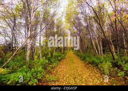 Herbststraße auf Prince Edward Island in Kanadas maritimen Provinzen. Stockfoto