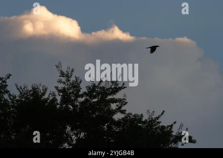 Eine Großschnabelkrähe (Corvus macrorhynchos japonensis), die in Silhouette fliegt. Kanagawa, Japan. Stockfoto