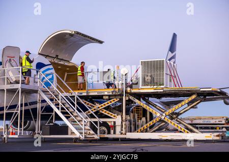 (241115) -- ADELAIDE, 15. November 2024 (Xinhua) -- Ein riesiger Panda wird in Adelaide, Australien, am 15. November 2024 in einen Frachtflug geladen. Die riesigen Pandas Wang Wang Wang und Fu Ni haben Australien nach 15 Jahren verlassen. Sie starteten am Freitag nach 6:30 Uhr Ortszeit von South Australia auf einem Frachtflug. (Adelaide Zoo/Handout Via Xinhua) Stockfoto