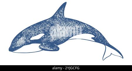 Killerwal Meerestiere lineare Skizze. Vektorabbildung Orca. Killerwal oder Zahnwal, Meeresräuber, die mit gebogenem Schwanz aus dem Wasser springen. Handgezeichnet, Nachahmung alter Gravurtechnik. Stock Vektor