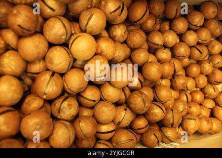 Nahaufnahme von Macadamia-Nüssen. Eine Mutter mit Schlitz zum Öffnen. Exotische Speisennuss. Stockfoto