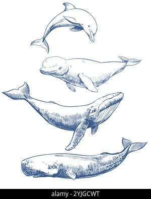 Meeressäuger Set. Handgezeichnete Skizze Vektor-Illustration von Walen und Delfinen. Pottwal, Buckelwal, Delfin, Beluga. Einfarbige Farbzeichnung, Nachahmung der Gravur. Stock Vektor