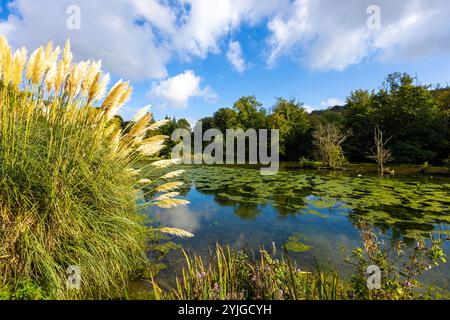 Pampas Gras und Schilf an einem Seeufer in Dover, Kent Stockfoto