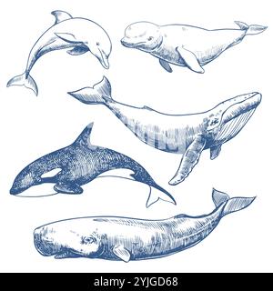 Meeressäuger Set. Handgezeichnete Skizze Vektor-Illustration von Walen und Delfinen. Pottwal, Buckelwal, Delfin, Beluga, Orca. Einfarbige Farbzeichnung, Nachahmung der Gravur. Stock Vektor