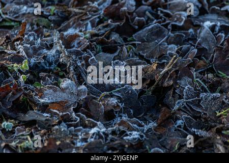 Eisfrostblätter auf Waldboden in Großbritannien Stockfoto