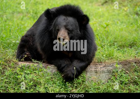 Der Himalaya-Schwarzbär ist eine Art des asiatischen Schwarzbären. Die Art gilt als ökologischer Indikator und als Schlüsselart der Umwelt Stockfoto