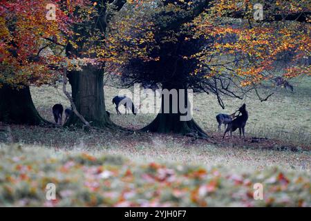 Rotwild weiden unter alten Eichenbäumen im Herbstwald im Lake District Stockfoto