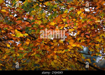 Lebhaftes Herbstlaub mit goldenen und orangen Blättern auf Baumzweigen im Lake District Stockfoto