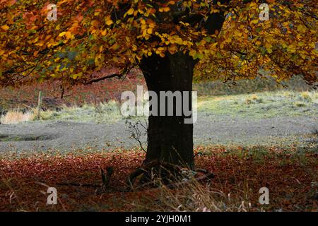 Herrlicher Herbstbaum mit goldenem Laub in der Landschaft des Lake District Stockfoto