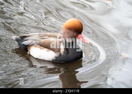 Rotkäppchen (Netta rufina), Schwimmen in einem Teich im WWT Martin Mere, Großbritannien Stockfoto