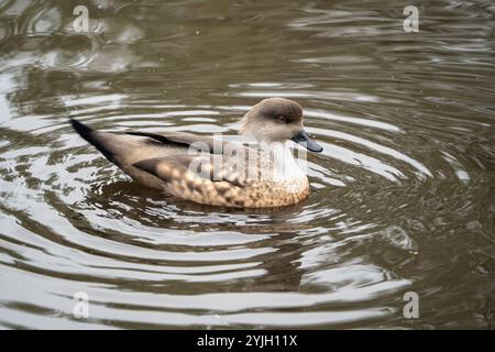 Patagonian Crested Enck (Lophonetta specularioides) schwimmt in einem Teich im WWT Martin Mere, Großbritannien Stockfoto