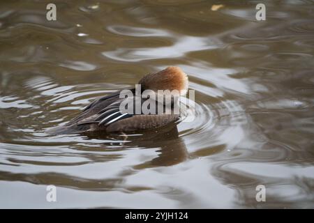 Merganser mit Kapuze (Lophodytes cucullatus), WWT Martin Mere, UK Stockfoto