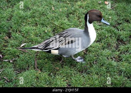 Northern Pintail (Anas acuta), WWT Martin Mere, Großbritannien Stockfoto