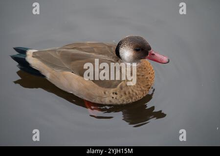Ägyptische Gänse schwimmen auf ruhigem Seewasser im Lake District Stockfoto