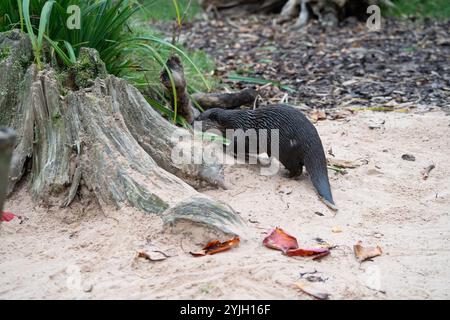 Asiatischer Kurzkrallen-Otter (Aonyx cinereus) bei WWT Martin Mere, Großbritannien Stockfoto