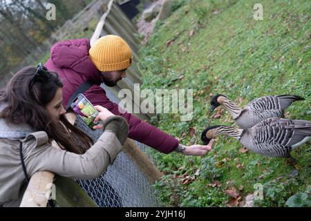 Ein Paar, Mann und Frau, in Winterkleidung gekleidet, füttert eine Hawaiian Gans (Branta sandvicensis), auch bekannt als Nene, im WWT Martin Mere, Großbritannien Stockfoto