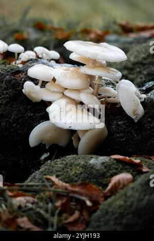 Weiße Klappenpilze, die auf moosbedeckten, gefallenen Baumstämmen im Lake District-Wald wachsen Stockfoto