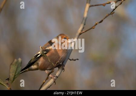Kaffinchen auf Ast in natürlichen Waldgebieten Stockfoto