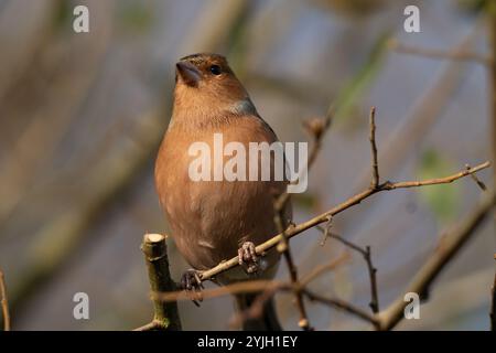 Kaffinchen auf einem Zweig im Lake District Wald Stockfoto