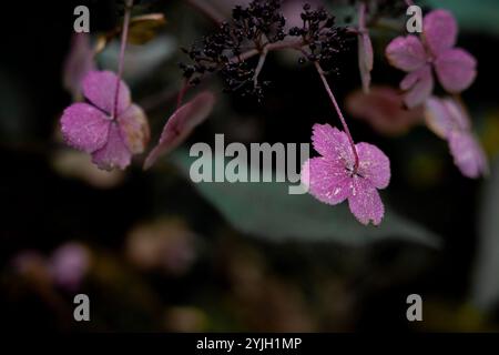 Zarte rosa Hortensie Blüten mit Wassertropfen im Herbstgarten Stockfoto