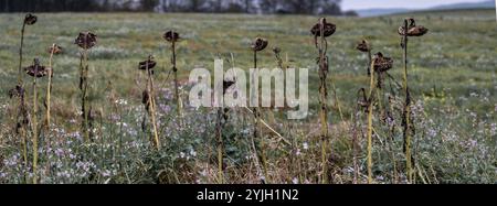 Verbrachte Sonnenblumenköpfe auf der Herbstwiese, dem Panorama der Landschaft des Lake District Stockfoto
