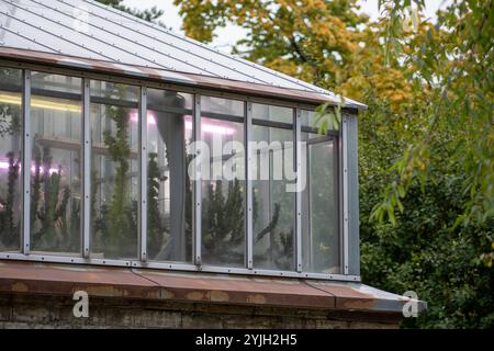 Gewächshaus mit Pflanzen und Bäumen unter ultraviolettem Phytolamp mit ultraviolettem Licht zum Anbau Stockfoto