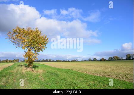 Isolierte Eiche auf einem Ackerfeld in der Nähe des Dorfes Chart Sutton, nahe Maidstone, Kent, Großbritannien. November Stockfoto