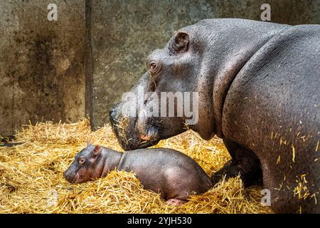 EMMEN - im Zoo WILDLANDS Adventure Zoo Emmen wurde ein weibliches Nilpferd geboren. Die 35-jährige Mutter begrüßt damit ihren siebten Jungen. Vater ist der 11-jährige Stier, der aus einem belgischen Zoo nach Emmen gezogen ist. ANP JASPAR MOULIJN niederlande Out - belgien Out Stockfoto