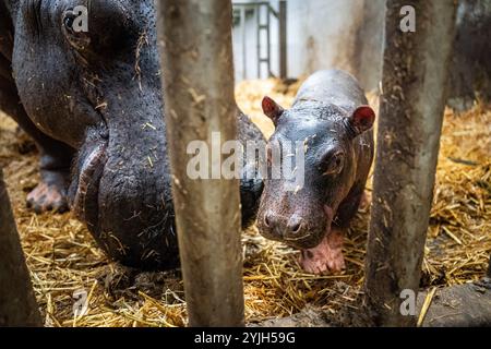 EMMEN - im Zoo WILDLANDS Adventure Zoo Emmen wurde ein weibliches Nilpferd geboren. Die 35-jährige Mutter begrüßt damit ihren siebten Jungen. Vater ist der 11-jährige Stier, der aus einem belgischen Zoo nach Emmen gezogen ist. ANP JASPAR MOULIJN niederlande Out - belgien Out Stockfoto