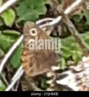 Kleine Holz-Nymphe (Cercyonis oetus) Stockfoto