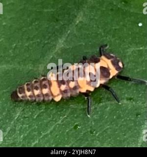 Gepunkteter rosafarbener Lady Beetle (Coleomegilla maculata) Stockfoto