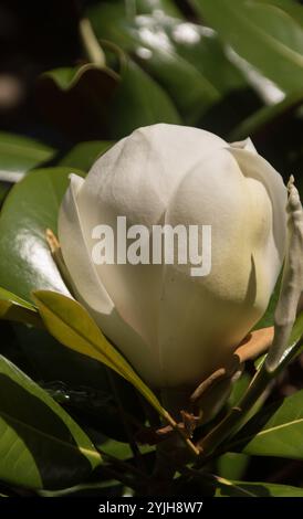 Eine duftende Öffnung Knospe der weißen Blume von Magnolia Grandiflora, kleines Juwel. Sorte aus SE USA. Wächst im Garten, Queensland, Australien. Stockfoto