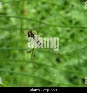 Eurasische gepanzerte Langhülse (Metellina segmentata) Stockfoto