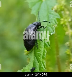 Schwarz durchstochener Blattkäfer (Galeruca tanaceti) Stockfoto