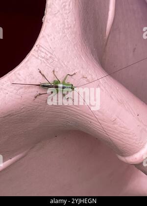 Gerade geschnittene Wiese Katydid (Conocephalus strictus) Stockfoto