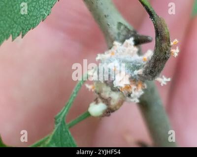 Wacholder-Weißdorn-Rost (Gymnosporangium globosum) Stockfoto