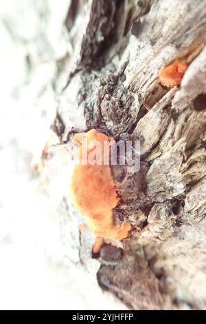 Nördliches Zinnober-Polypore (Trametes cinnabarina) Stockfoto
