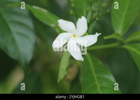 Crepé Jasmin (Tabernaemontana divaricata) Stockfoto