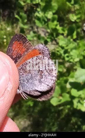 Schweizer Messing Ringlet (Erebia tyndarus) Stockfoto