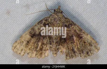 Pilzmotten (Metalectra discalis) Stockfoto